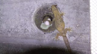 Mouring gecko (Lepidodactylus lugubris) and her eggs オガサワラヤモリとその卵