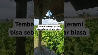 Sebuah temuan baru