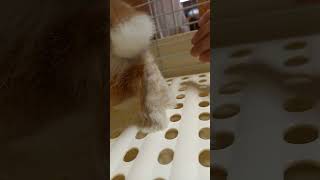 【うさぎカフェ】これもある意味チョン活！？　#Shorts #うさぎカフェ #うさぎ #bunny