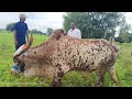 dhore pally village bull s heavy qwality 2 50 000 bull s thurpu bull s