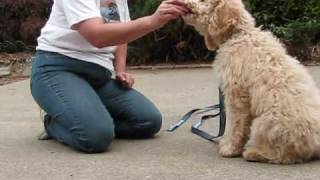 Olympic Labradoodles Puppy Training Program