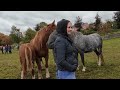 Beautiful Horses on Fair Ground at Ballinasloe Horse Fair