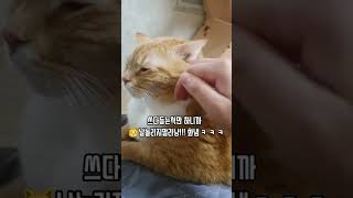 냥이 쓰다듬는척만 했더니 ㅋㅋ