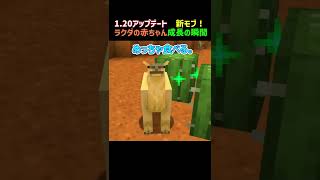 【minecraft】1.20 new mobs. The moment the camel baby grows.