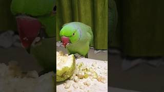 Parrot Sound #parrot #birds #talkingparrot#cute#alexanderparrot #petbird #ringneckparrot #anuandsuji