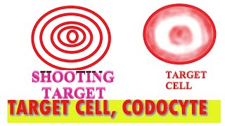 TARGET CELL CODOCYTE