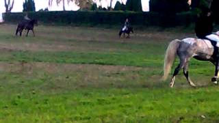 Abgalopp mit der Mecklenburger Meute und den Reitern. Der Vorjahressieger ist es auch heute. .