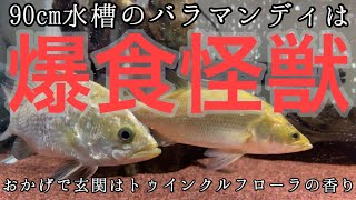 90cm水槽のバラマンディは爆食怪獣だった。。