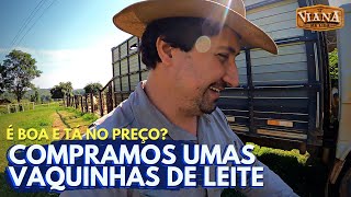 COMPRAMOS UMAS VAQUINHAS DE LEITE