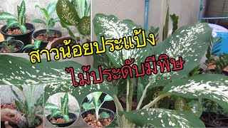 สาวน้อยประแป้ง ไม้ประดับมีพิษ | ยายซิ้ม พาแซ่บ