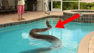 Strangest Things Found In Swimming Pools