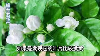 茉莉花在夏天这样管理和施肥，修剪后二十多天就能再次复花！