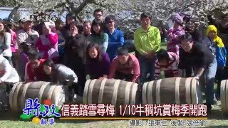 信義踏雪尋梅 0110牛稠坑賞梅季開跑