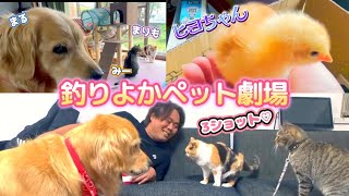 【釣りよかペット劇場】貴重な3ショット特集＆ピヨちゃんにメロメロじんくん♪ Part.16