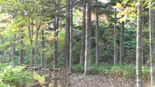 2014年10月9日　滝上町　渚滑川渓谷遊歩道　錦仙峡で見た雪虫