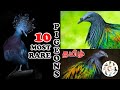 10 Most Beautiful Pigeons | Rare Pigeons | அழகான புறாக்கள் | In The World | Poigai Fancy Birds