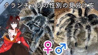 【♀か♂か】タランチュラの性別を見分ける基本的な方法をゆっくり解説＆ご紹介【カーリーヘアーの雌雄判別】