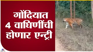 Gondia Tiger Project | नवेगाव-नागझिरा व्याघ्र प्रकल्प होणार 4 वाघिणींची एन्ट्री