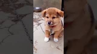 Puppy Crying Sound || Dog sound | Cute puppy 🐶 voice || Dog Crying || #shorts #puppy #doglover