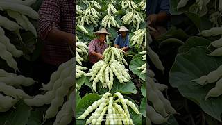 Harvesting the giant pods