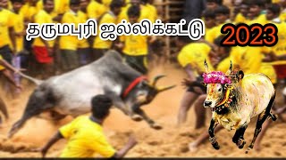 தருமபுரி ஜல்லிக்கட்டு 2023|Dharmapuri jallikattu 😱