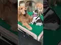 #cute #funny #comedy # shorts # viral dog # viral Shorts terendig videos