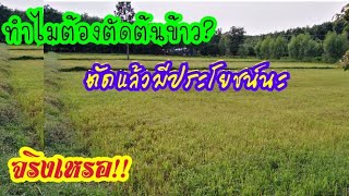 เคยสงสัยไหม! ทำไมชาวนาต้องตัดต้นข้าว? ตัดแล้วมีประโยชน์​นะ​ จริงเหรอ!! มีคำตอบ!