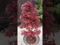 *Japanese Maple Time Lapse* Shin Deshojo FIRST 13 DAYS