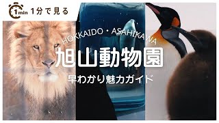 旭山動物園の魅力を再発見！迫力の動物たちを見に行こう