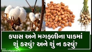 કપાસ અને મગફળીના પાકમાં શું કરવું? અને શું ન કરવું? | Tv9Dhartiputra