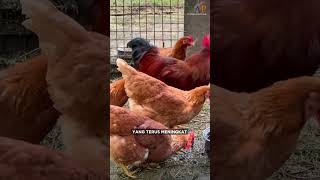 KAPAN AYAM PETELUR AFKIR? INI DIA TANDA-TANDANYA!