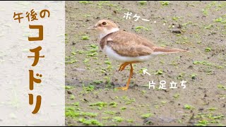 可愛すぎる午後のコチドリ(冬羽)Little Ringed Plover