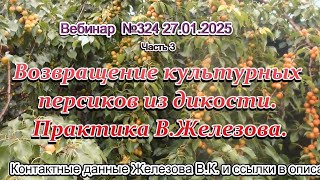 Железов Валерий.  Вебинар 324  ч 3  Возвращение культурных персиков из дикости  Практика В. Железова