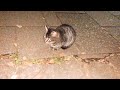 セブンイレブン　たっぷりタルタルフィッシュバーガーおまけに子猫動画