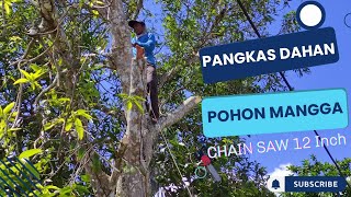 PANGKAS DAHAN POHON MANGGA DEPAN RUMAH