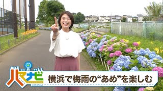 ハマナビ　2023年6月17日放送　横浜で梅雨の\