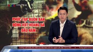 PHỨC TẠP NẠN BUÔN BÁN ĐỘNG VẬT HOANG DÃ ĐẦU NĂM | VTV8