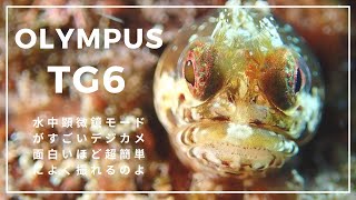 【OLYMPUS TG6】で超簡単動画撮影！水中顕微鏡モードでめっちゃよく撮れる！オリンパスTG6で撮ってみたシリーズ