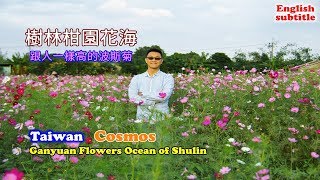 Travel in Taiwan, Ganyuan Flowers Ocean of Shulin, Cosmos field.