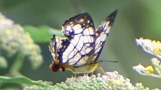 Butterfly Cyrestis thyodamas formosana Fruhstorfer_net-shaped wounded wings_part 3.