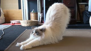 もふもふラグドール猫の〜寝起きの可愛いポーズ［Ragdoll cat Ruu #256］Pose of a pretty and fluffy cat of the morning