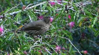 ハバシニワシドリが花を食べる【AAK Nature Watch】