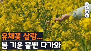 유채꽃 살랑...봄 기운 물씬 다가와 / JIBS / 제주 / 2023.03.03