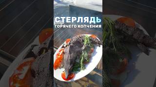 КОПТИМ СТЕРЛЯДЬ. Осетрина из пруда горячего копчения #пруд #рыба