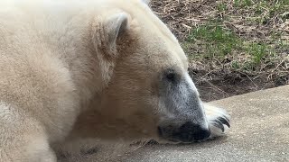 デアちゃんとイコロくんのようすです。【2023年3月1日】【上野動物園】ホッキョクグマ