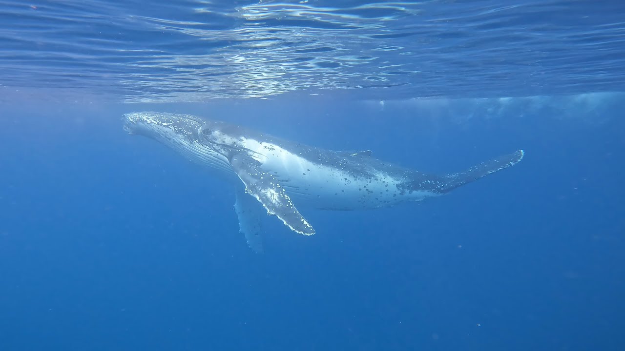 Swimming With Humpback Whales - YouTube