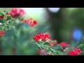 Extreme Bokeh Canon EF 85mm f/1.8 USM on Canon EOS 7D Slow Motion 60 fps