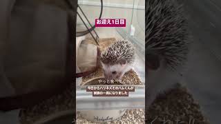 ハリネズミと暮らす🦔【1日目】#shorts #ハリネズミ