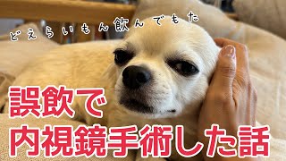 【チワワの銀さん】どえらいもん誤飲して内視鏡手術したで