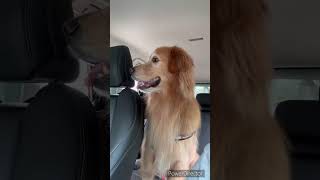 阿嬤呢？ #goldenretriever #dog #car #shorts